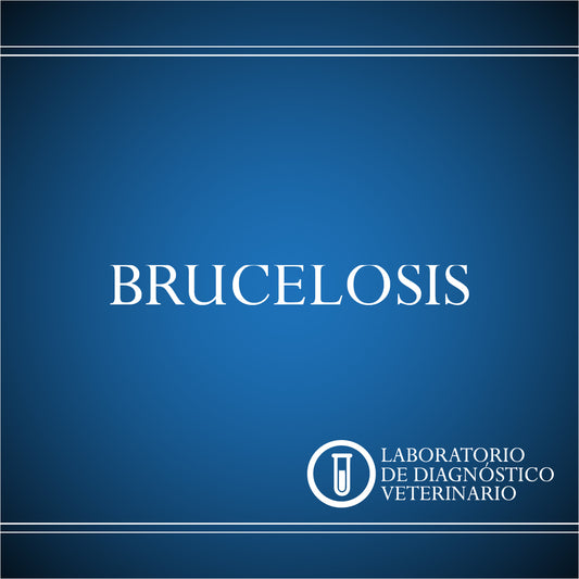 Diagnóstico Brucelosis