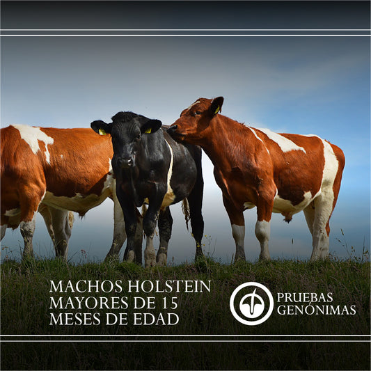 Prueba Genómica Holstein Machos Mayores a 15 Meses