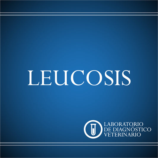 Diagnóstico Leucosis