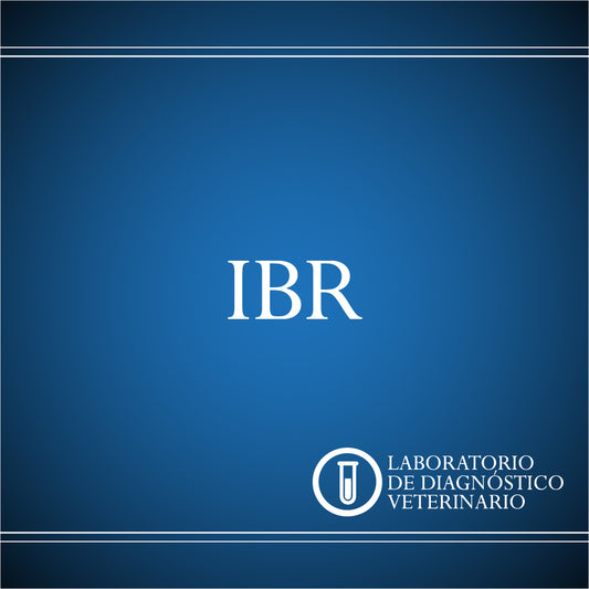 Diagnóstico Rinotraqueítis Infecciosa Bovina (IBR)