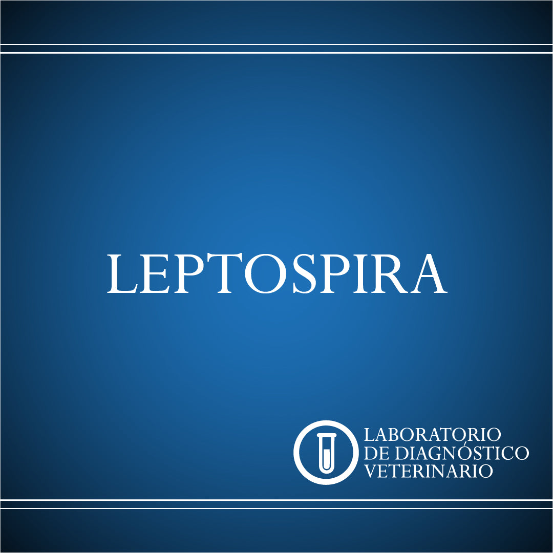 Diagnóstico Leptospira