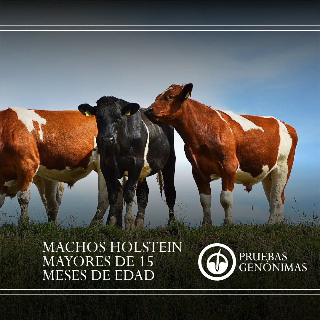 Prueba Genómica Holstein Machos Mayores a 15 Meses