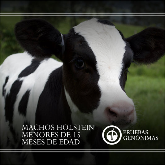 Prueba Genómica Holstein Machos Menores a 15 Meses