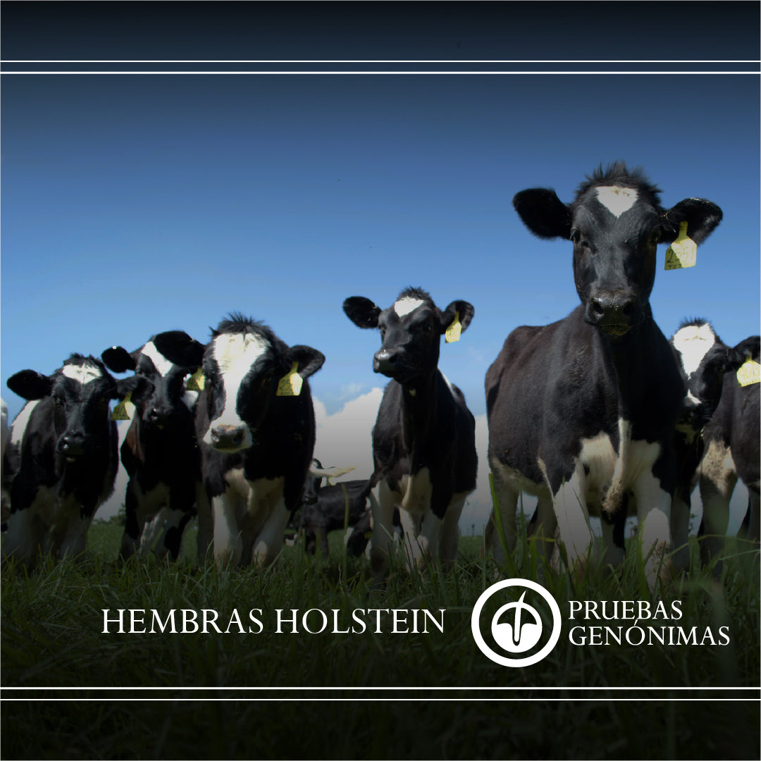 Prueba Genómica Holstein Hembras