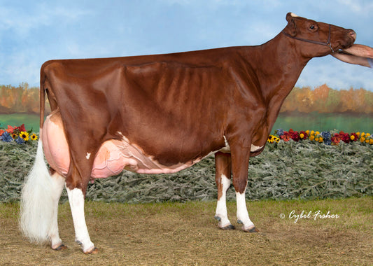 Lote # 2 KHW Regiment Apple Red EX-96